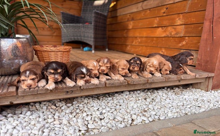 Cocker Spaniel dogs - Advert 8