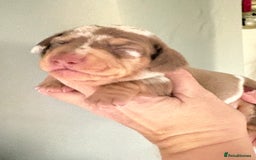 Dachshund dogs for sale: Stunning miniature dauchound puppies  - Advert 7