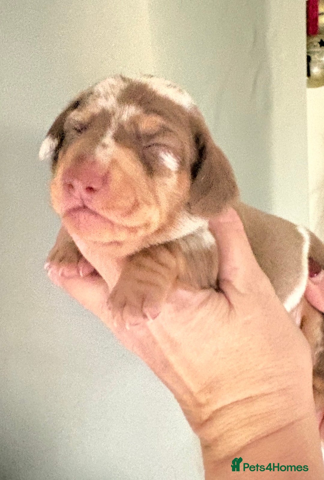 Dachshund dogs for sale: Stunning miniature dauchound puppies  - Advert 7