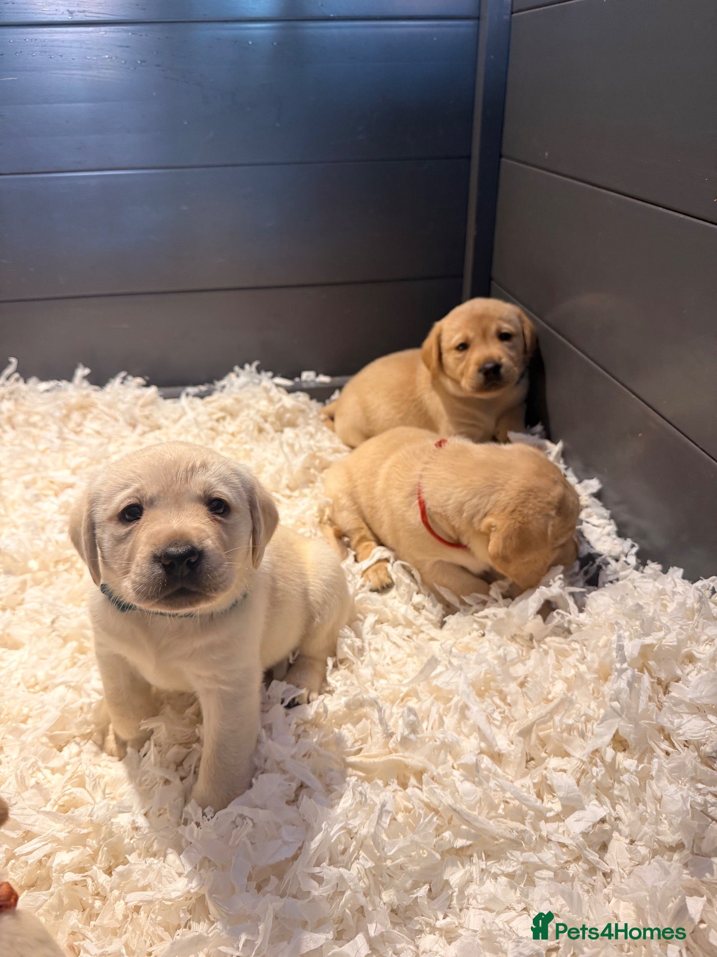 Labrador Retriever dogs 💛CHUNKY YELLOW LABS REDAY TO LEAVE 4 NOV💛 - Advert 2