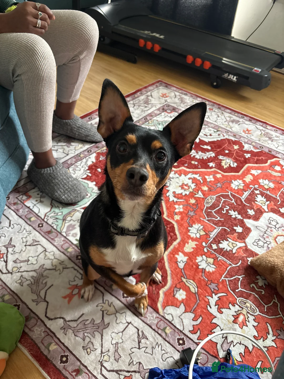 Jack Russell dogs for sale: Bobby - Advert 2