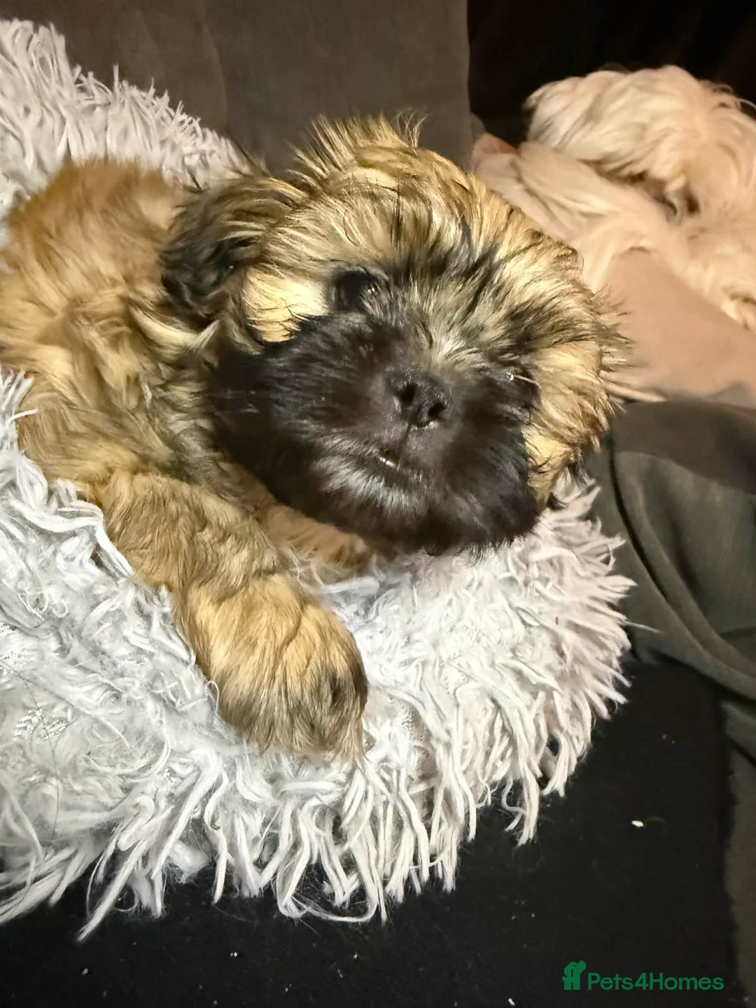 Shih Tzu dogs for sale: Shih Tzu puppies - pure! - Advert 5