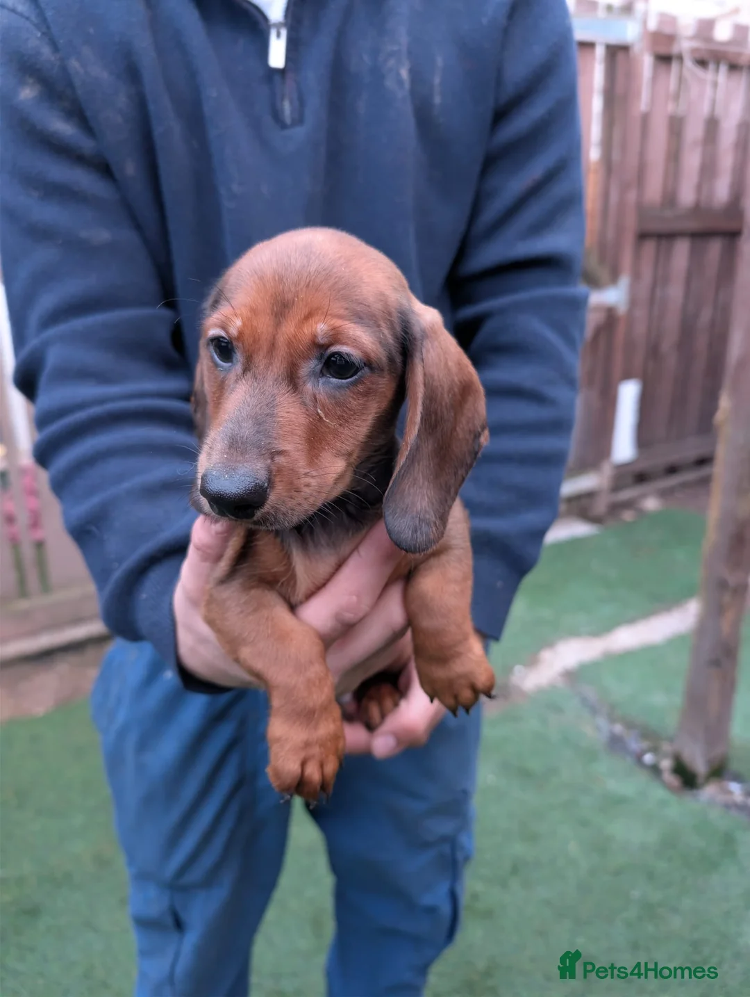 Miniature Dachshund dogs for sale: Miniature dachshund champion bloodline pedigree - Advert 2