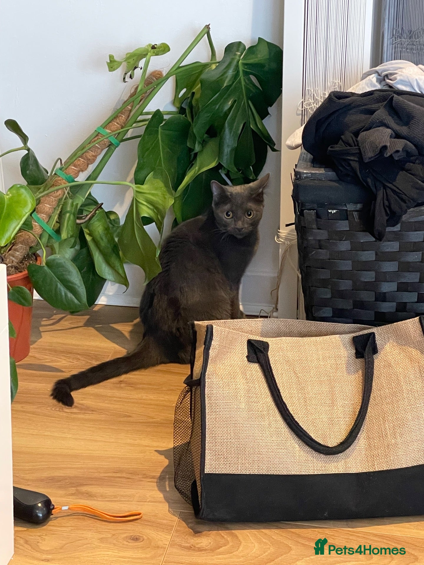 Domestic Shorthair cats Two beautiful sisters who need a loving home.  - Advert 2
