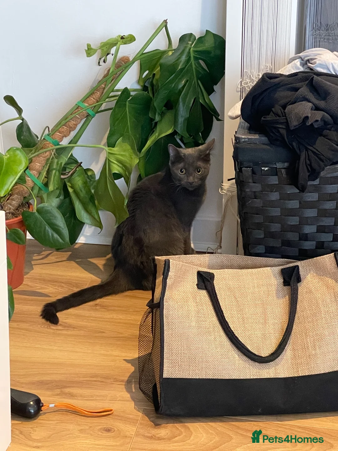 Domestic Shorthair cats for sale: Two beautiful sisters who need a loving home.  - Advert 1