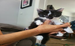 Mixed Breed cats for sale: Beautiful kittens - Image 5