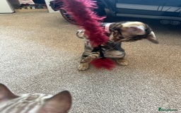Bengal cats for sale: 🐾 TICA REGISTERED, READY TO LEAVE  😍😍 - Image 9