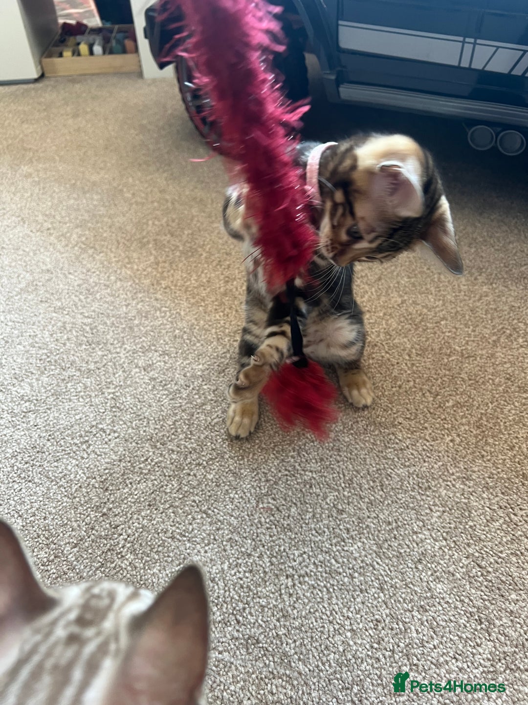 Bengal cats for sale: 🐾 TICA REGISTERED, READY TO LEAVE  😍😍 - Image 9