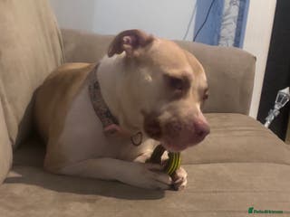 Mixed Breed dogs New Home ASAP - Advert 7