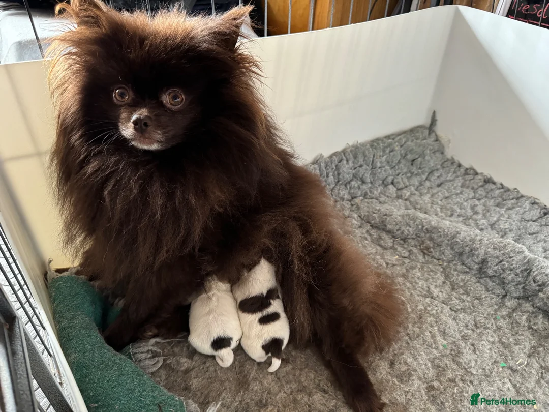 Pomeranian dogs for sale: Beautiful KC Reg girl 5yrs old  - Advert 2