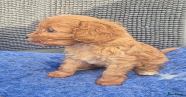 Cavapoo dogs - Advert 1