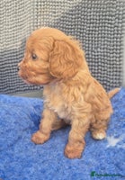 Cavapoo dogs - Advert 1