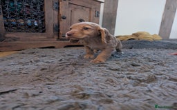 Cocker Spaniel dogs for sale: Golden cocker spaniel - Image 8