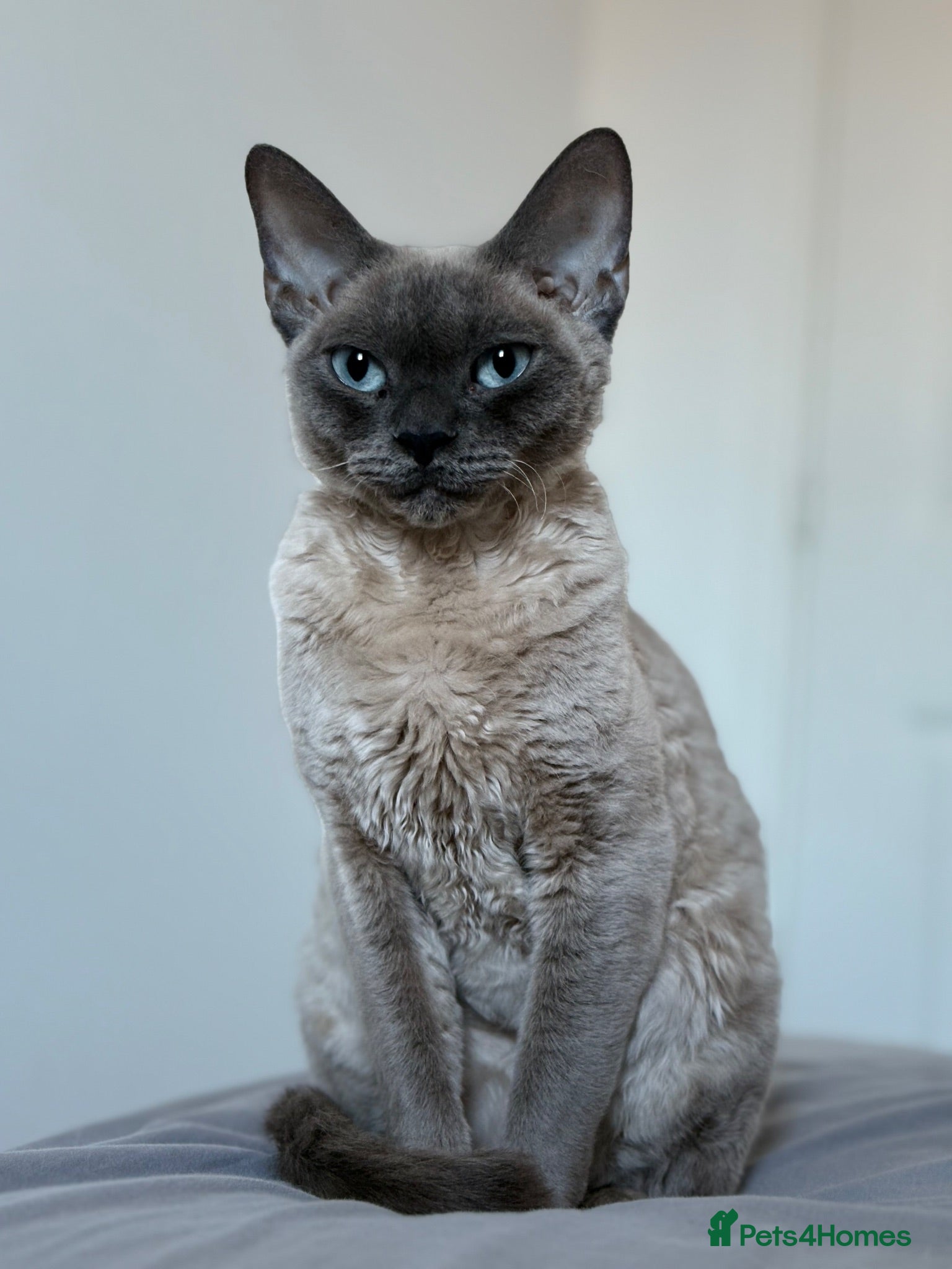 Devon Rex cats 😻 Devon rex Kittens available 😻❤️ - Advert 1