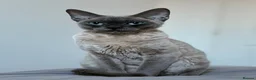 Devon Rex cats for sale: 😻 Devon rex Kittens available 😻❤️ - Advert 1