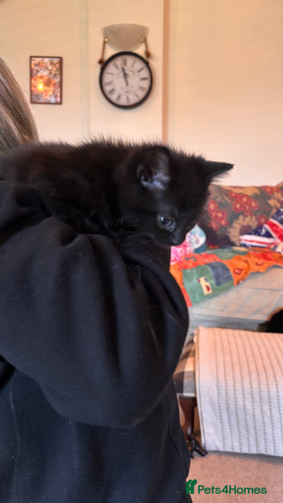 Mixed Breed cats for sale: Mixed Breed kittens - Advert 4