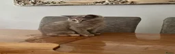 British Shorthair cats for sale: ❤️ A pair of  pedigree GCCF’ reg BSH sisters ❤️   - Advert 2