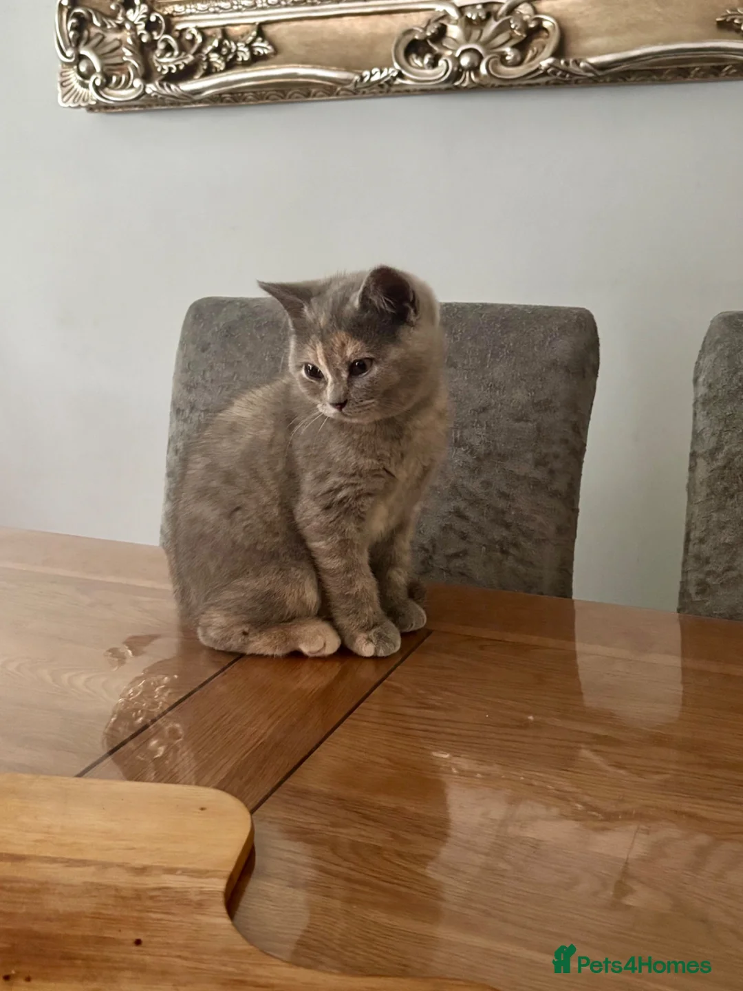 British Shorthair cats for sale: ❤️ A pair of  pedigree GCCF’ reg BSH sisters ❤️   - Advert 2