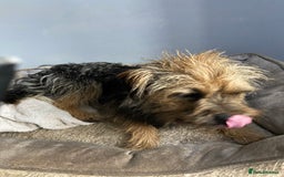 Border Terrier dogs for sale: 2 year old border terrier  - Image 5