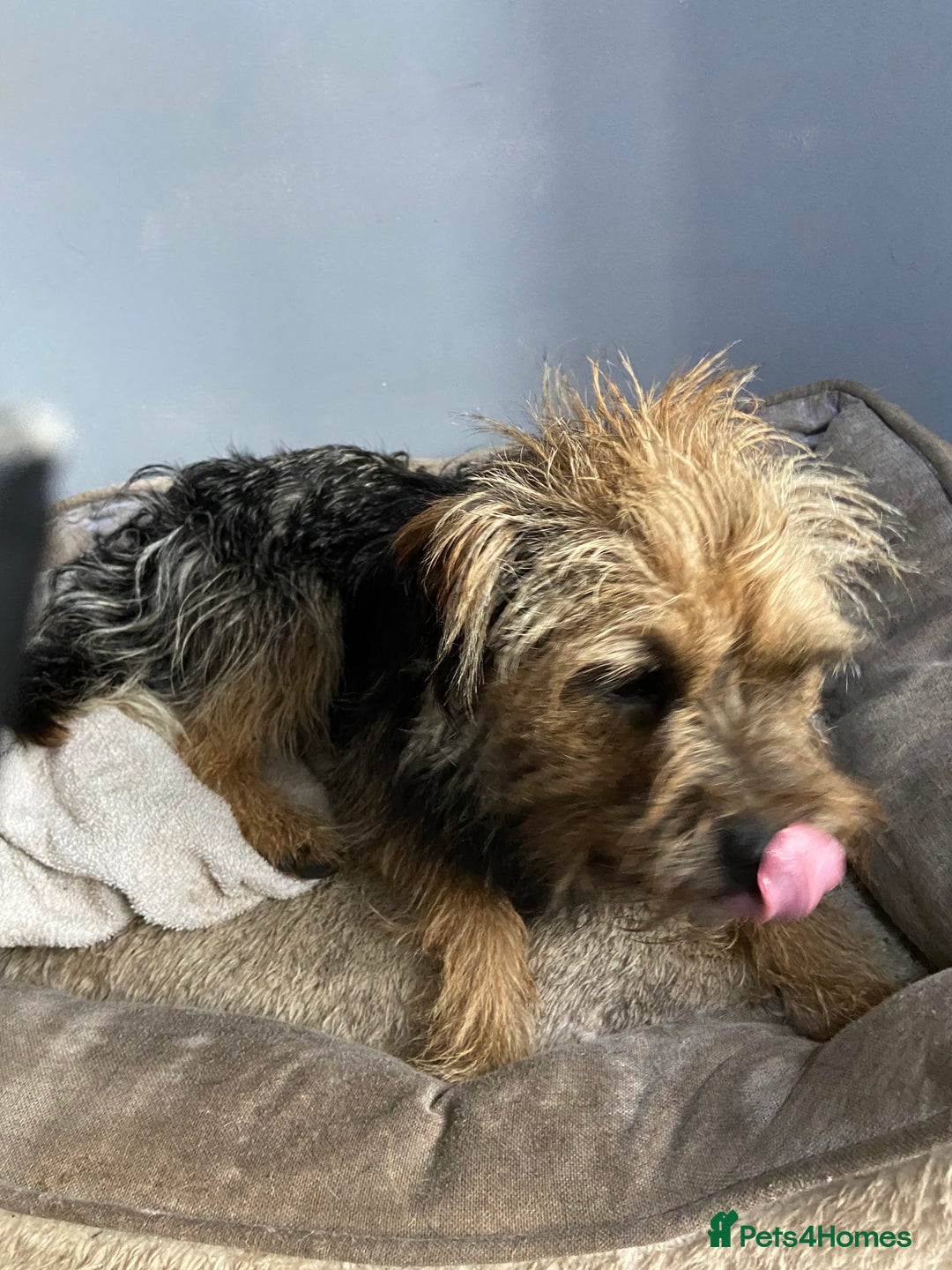 Border Terrier dogs for sale: 2 year old border terrier  - Image 5