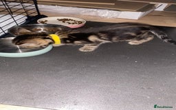 Bengal cats for sale: Litter of five stunning bengal/tabby mix kittens  - Image 16
