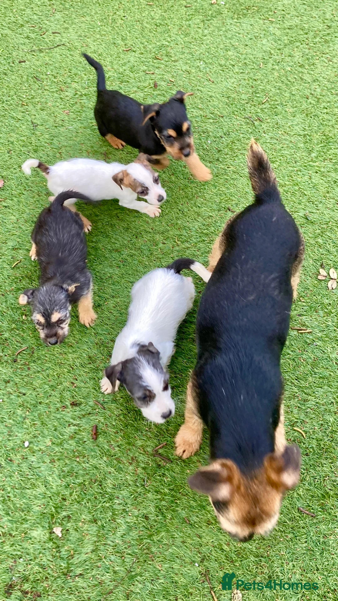Jack Russell dogs for sale: 4 jack Russel boys  - Advert 3