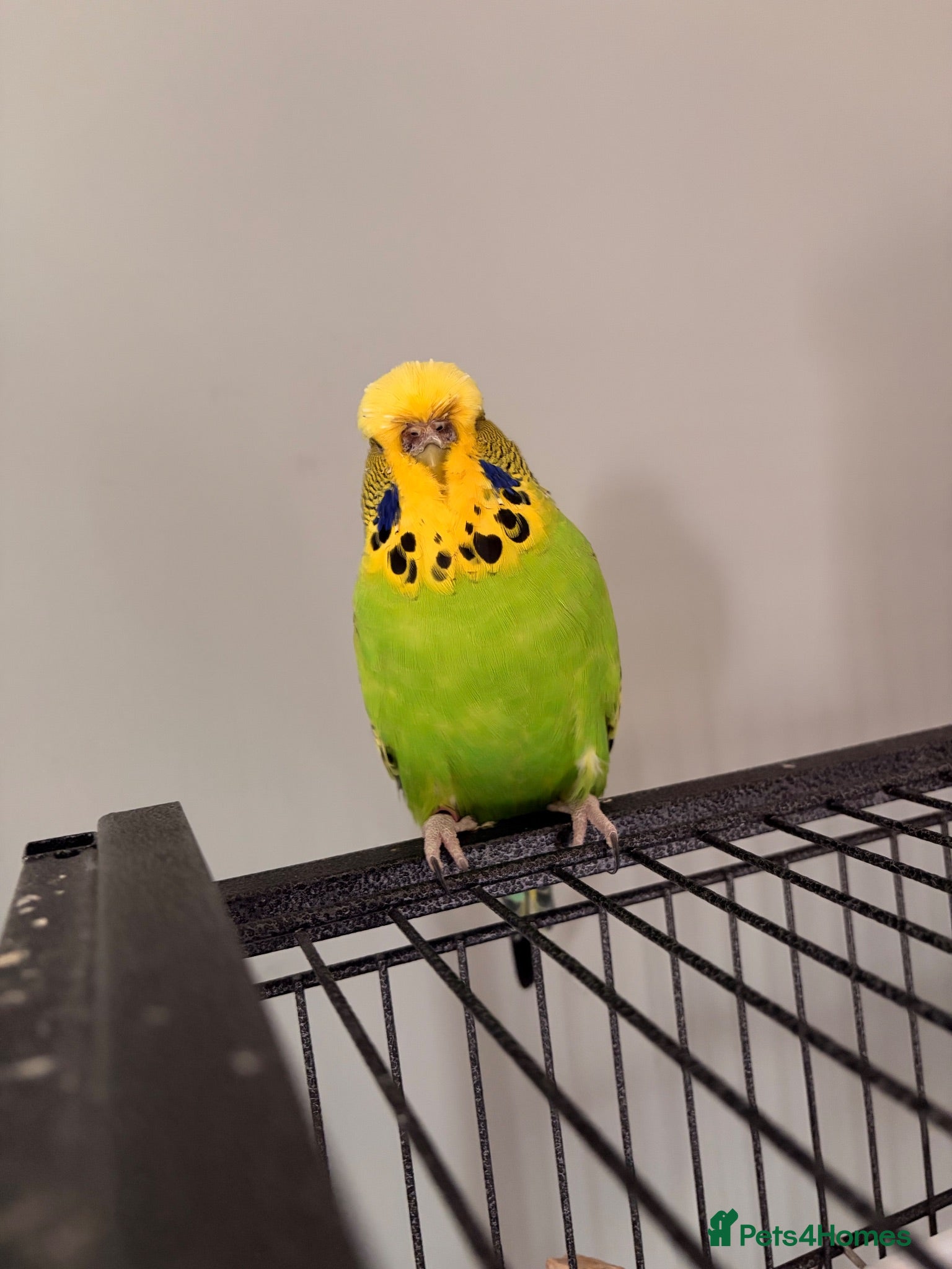 Budgerigars birds 2 budges plus cage  - Advert 1