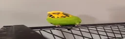 Budgerigars birds for sale: 2 budges plus cage  in Bristol - Advert 1