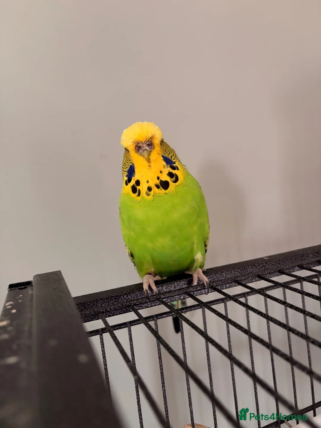 Budgerigars birds for sale: 2 budges plus cage  in Bristol - Advert 1