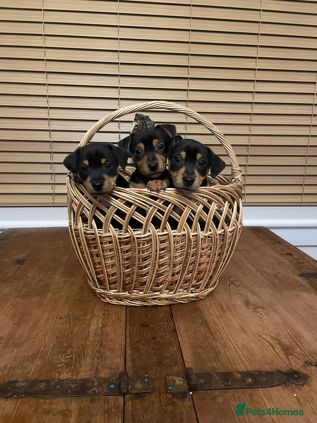 Jack Russell dogs for sale: Short Legged Jack Russell Pups - Image 8