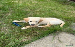 Golden Retriever dogs for sale: Kennel Club Reg Golden Retriever Puppies - Image 39