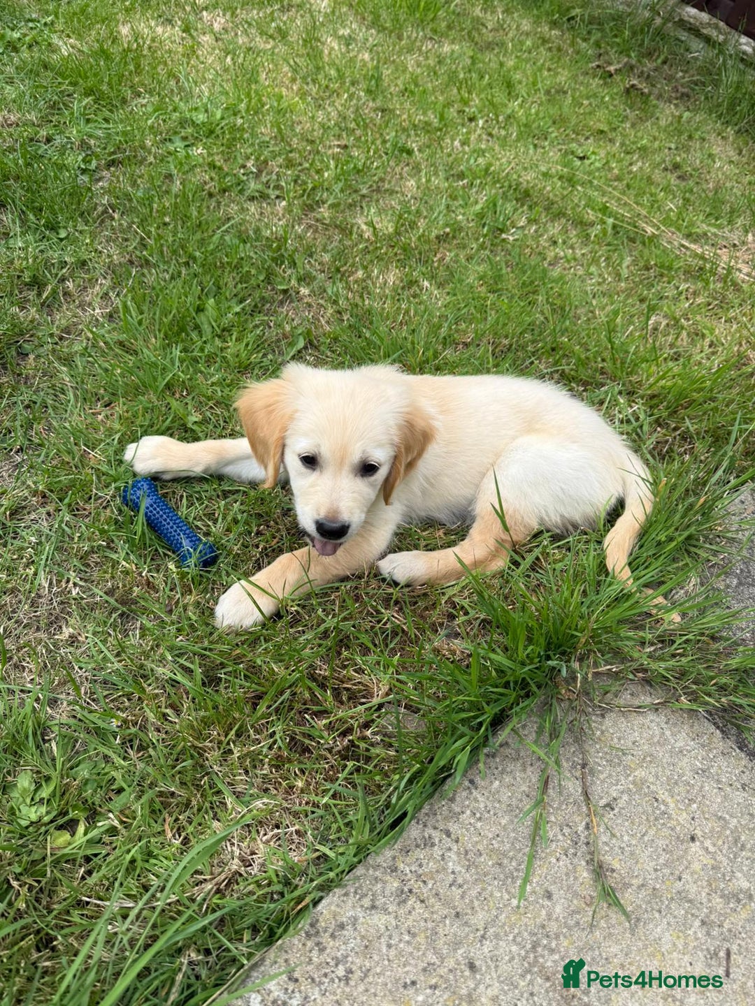 Golden Retriever dogs for sale: Kennel Club Reg Golden Retriever Puppies - Image 39
