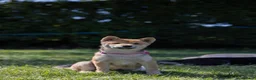 Japanese Shiba Inu dogs for sale: Confidence Comes With Time outstanding shiba 🇯🇵 - Advert 26