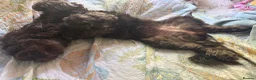 Cockapoo dogs for sale: Chocolate F1 Cockerpoo - Advert 6