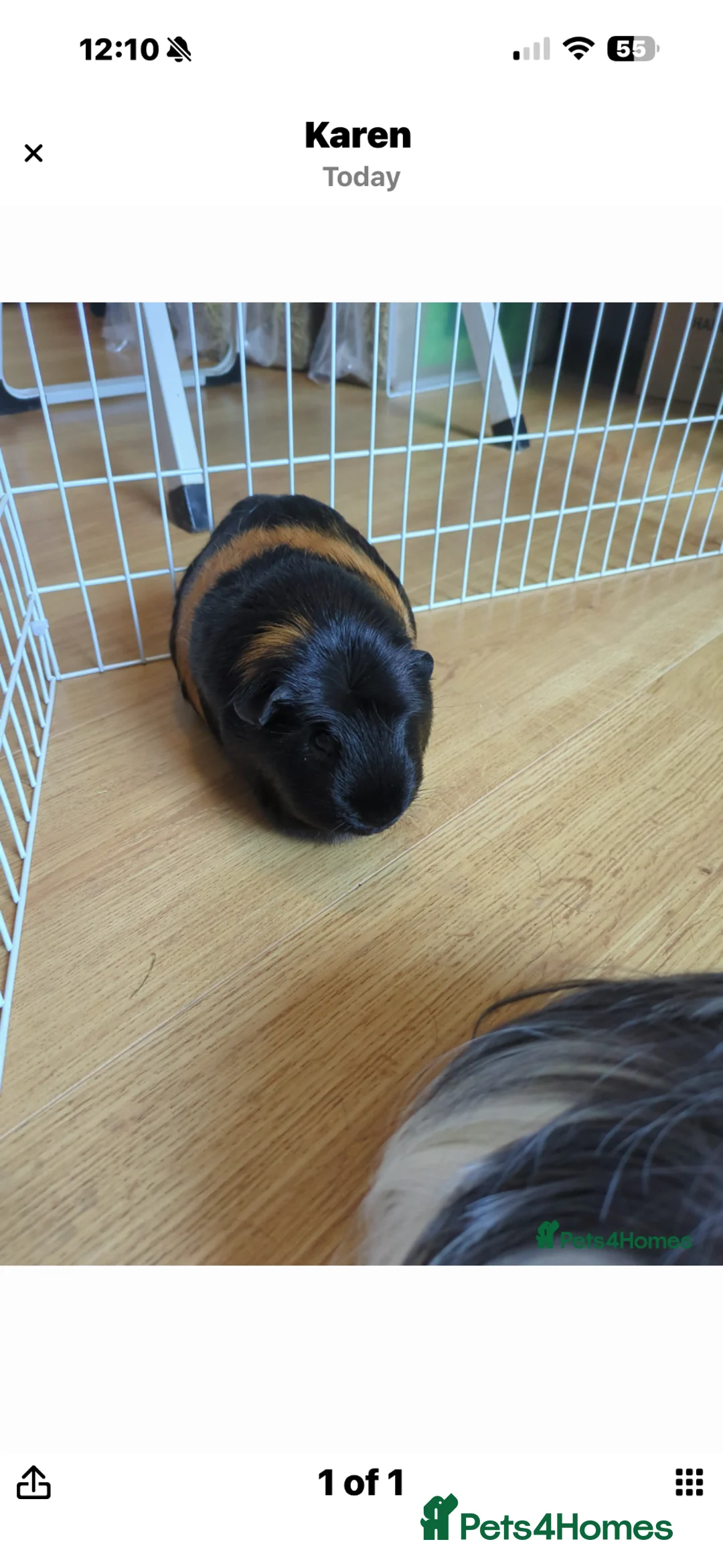 Guinea Pig rodents for sale: female guinea pigs in Paisley - Advert 2