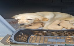 Golden Retriever dogs for sale: Golden retriever pups - Image 5