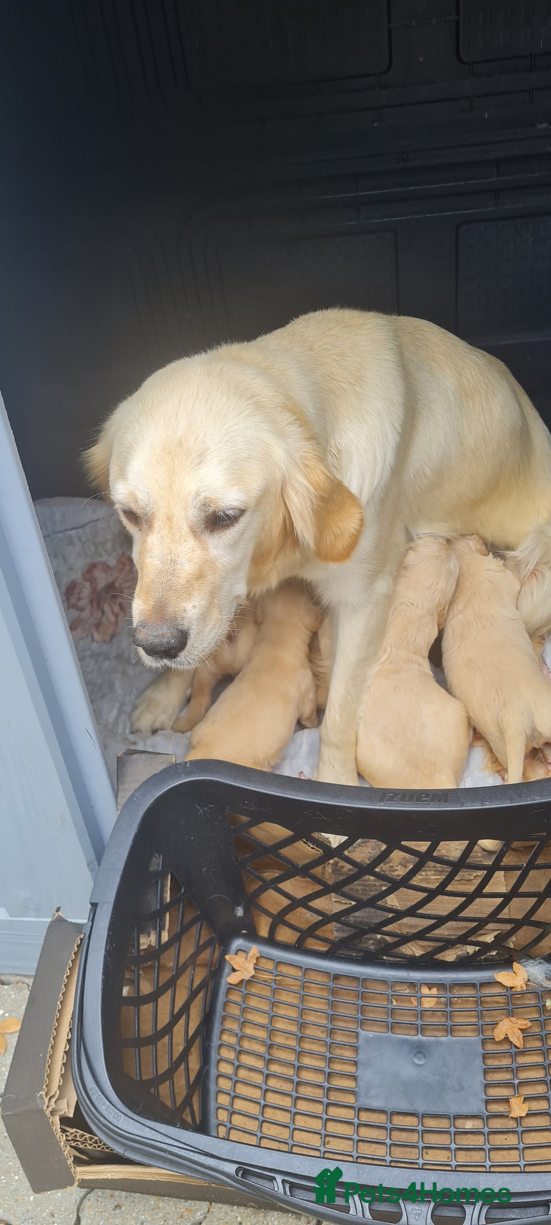 Golden Retriever dogs for sale: Golden retriever pups - Image 5