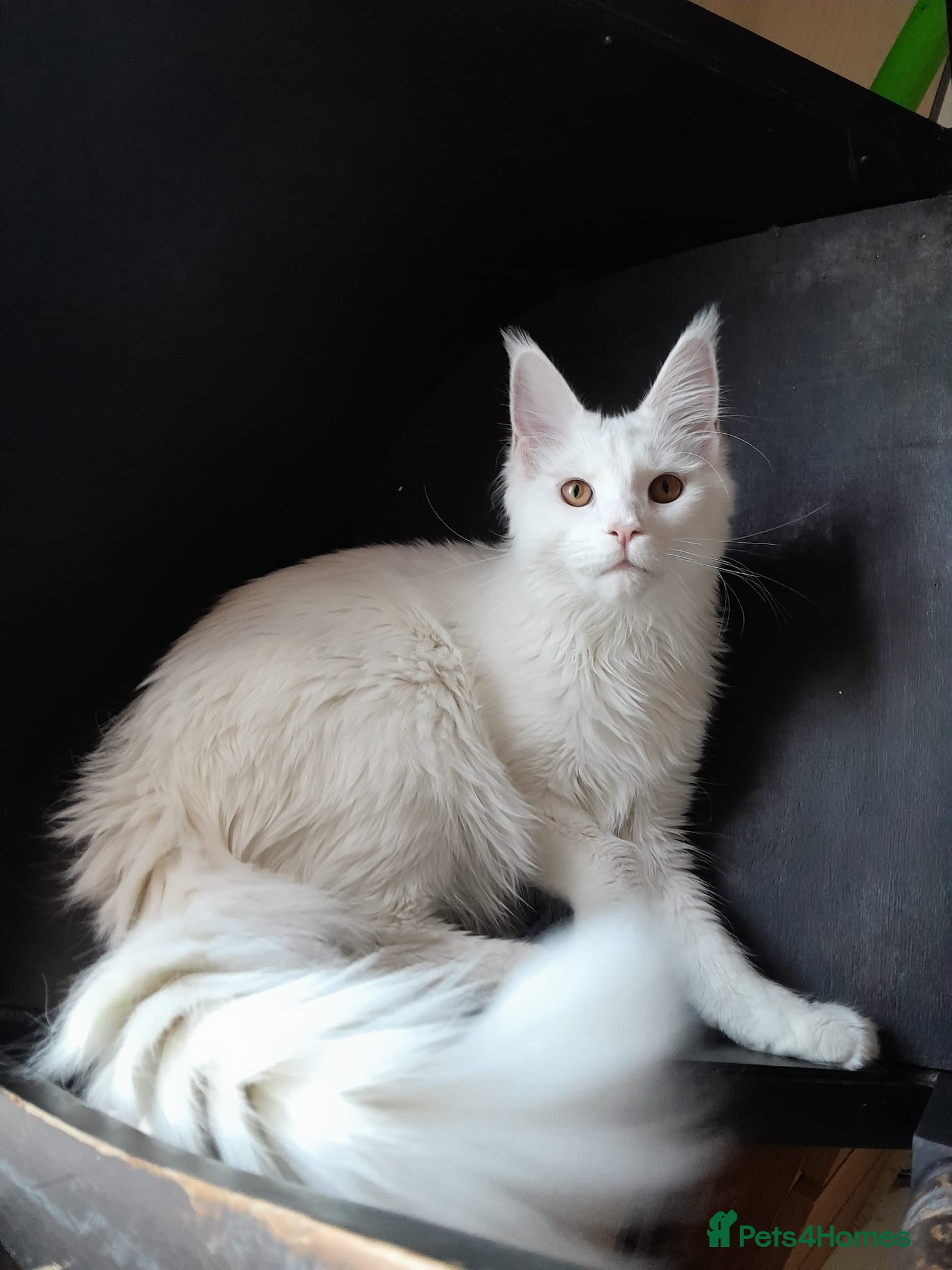 Maine Coon cats Solid white MaineCoon girl TICA - Advert 12