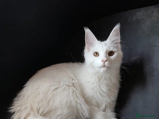 Maine Coon cats Solid white MaineCoon girl TICA - Advert 1