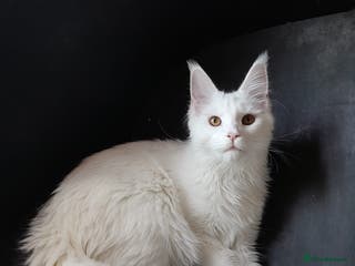 Maine Coon cats Solid white MaineCoon girl TICA - Advert 8