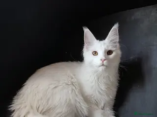Maine Coon cats Solid white MaineCoon girl TICA - Advert 7