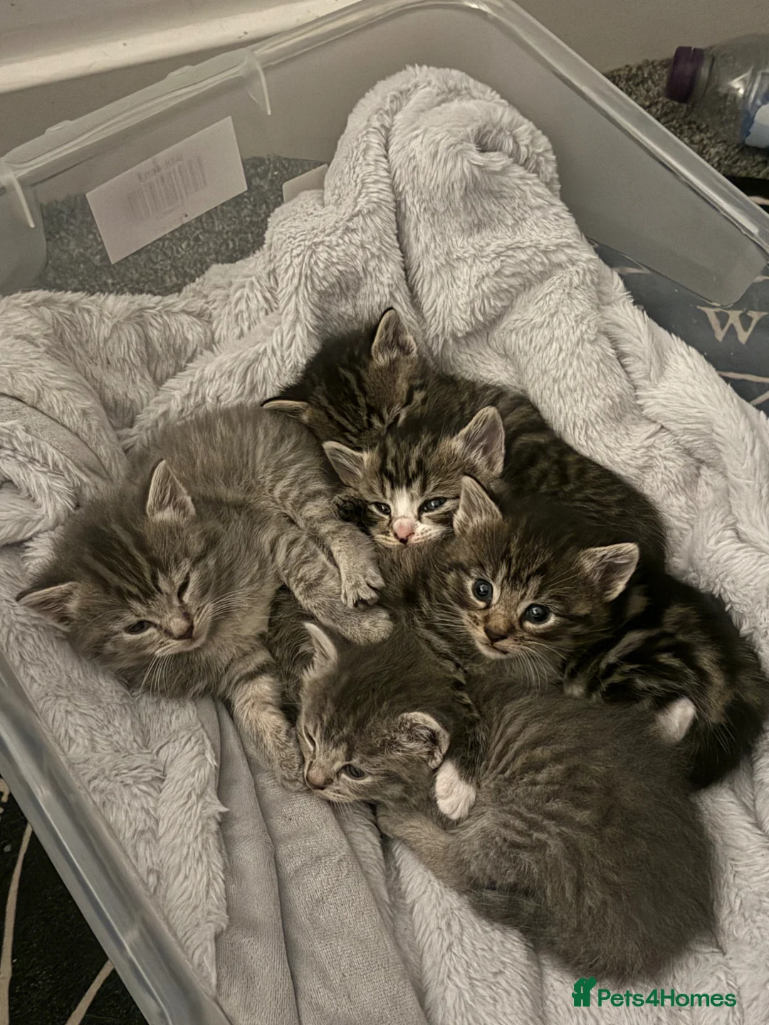 Mixed Breed cats for sale: Kittens  in Haverhill - Advert 2