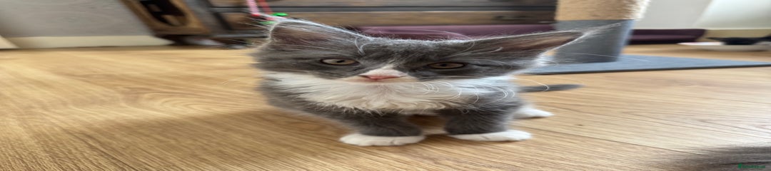 Maine Coon Kitten 4
