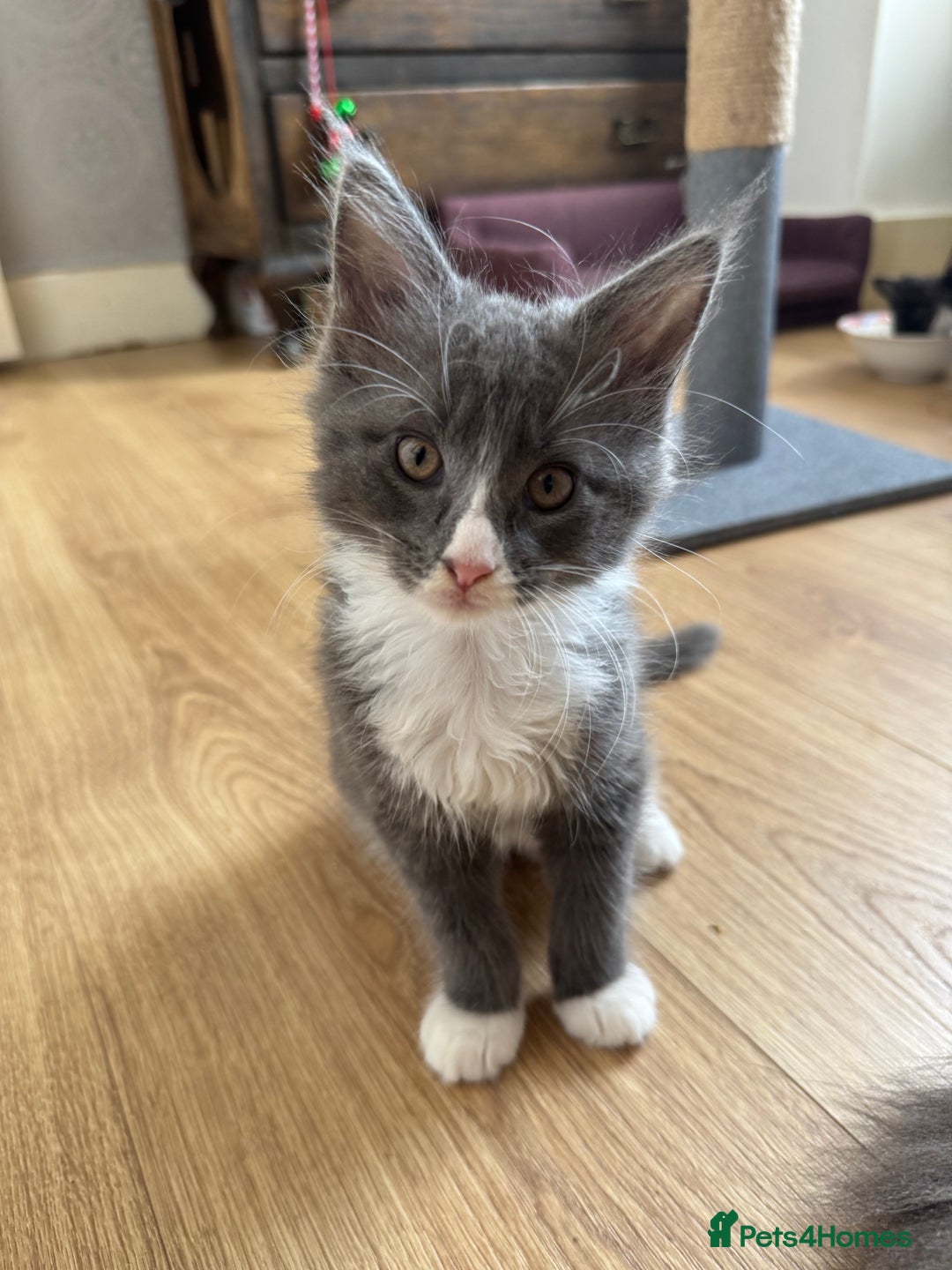 Maine Coon cats for sale: TICA registered large MaineCoon polydactyl kittens - Image 33
