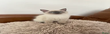 Ragdoll 1