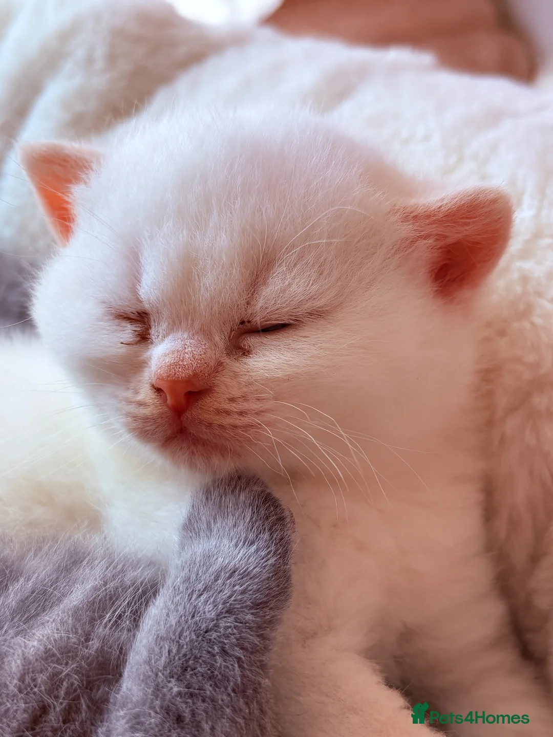 British Shorthair cats for sale: 🌟GCCF BSH Kittens Beautiful Variety of Colours 🌟 - Advert 36