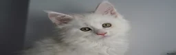 Maine Coon cats for sale: Rare Red Shaded TICA Maine Coon Kittens - Advert 14