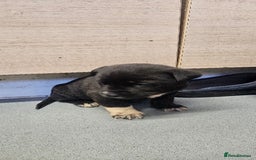 Mixed Breed dogs for sale: Huge American akita x cane corso pups - Advert 19