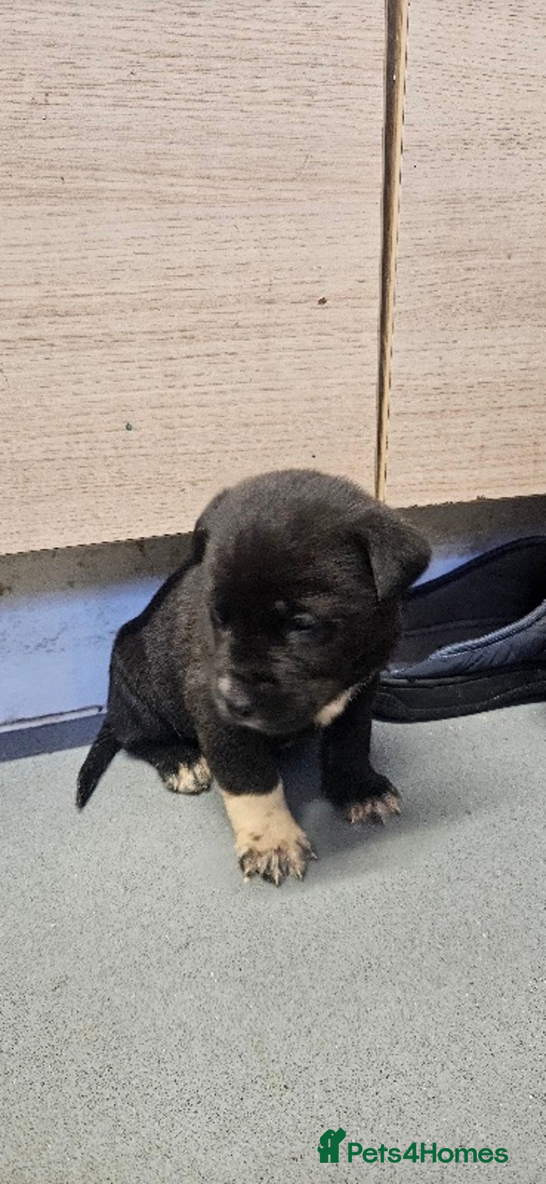 Mixed Breed dogs for sale: Huge American akita x cane corso pups - Advert 19