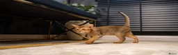 Abyssinian cats for sale: Majestic Abyssinian Boy-READY NOW-Champion Line - Advert 14